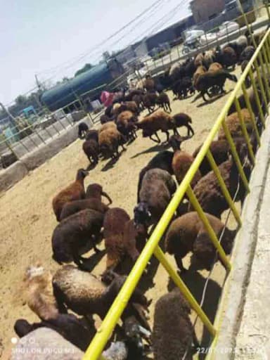 تصویر آگهی شماره 10