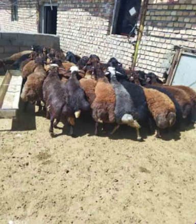تصویر آگهی شماره 12