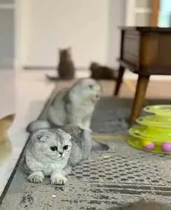 تصویر آگهی شماره 15
