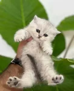 تصویر آگهی شماره 9