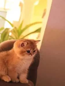 تصویر آگهی شماره 3