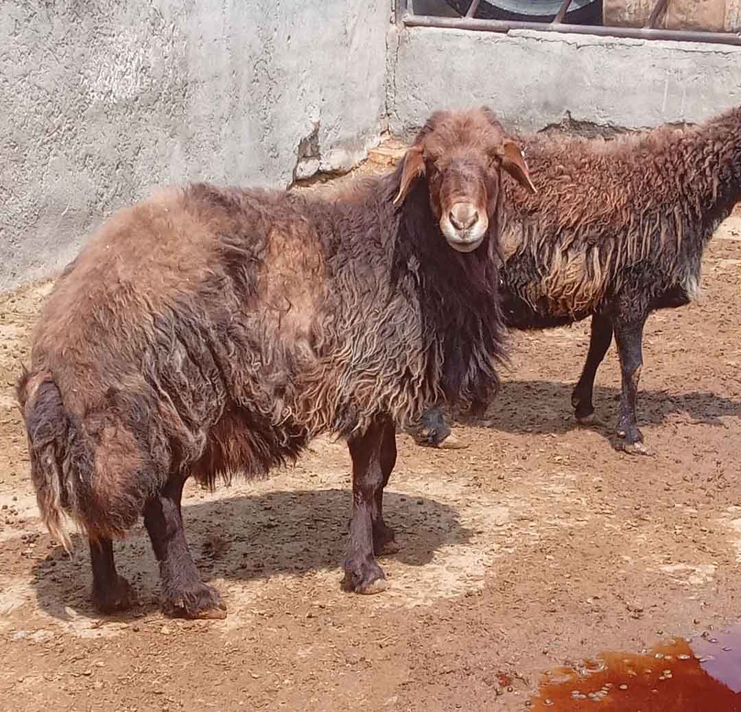 تصویر آگهی شماره 7