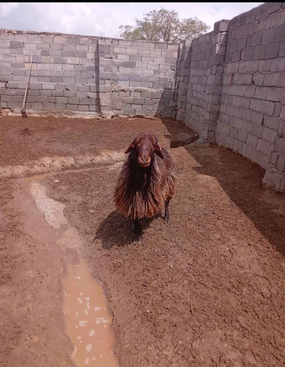 تصویر آگهی شماره 6
