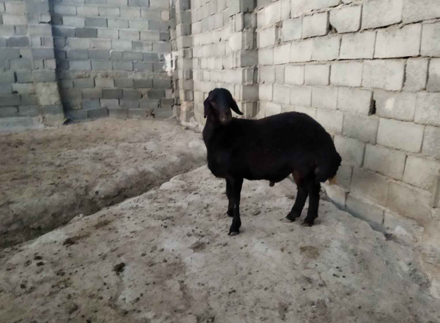 تصویر آگهی شماره 3