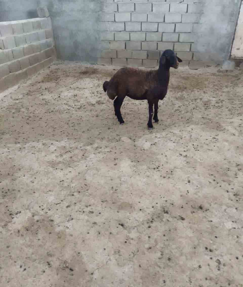 تصویر آگهی شماره 4