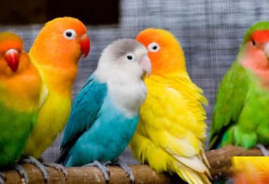تصویر آگهی شماره 1