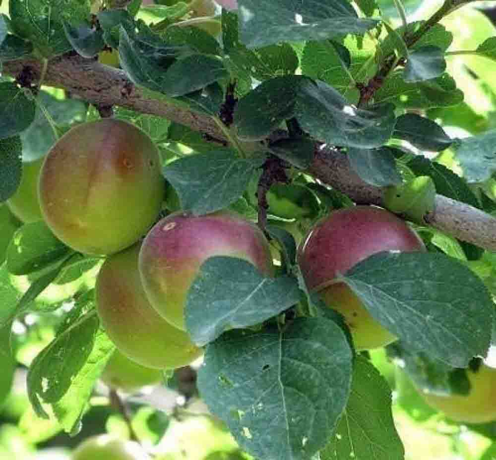 تصویر آگهی شماره 1