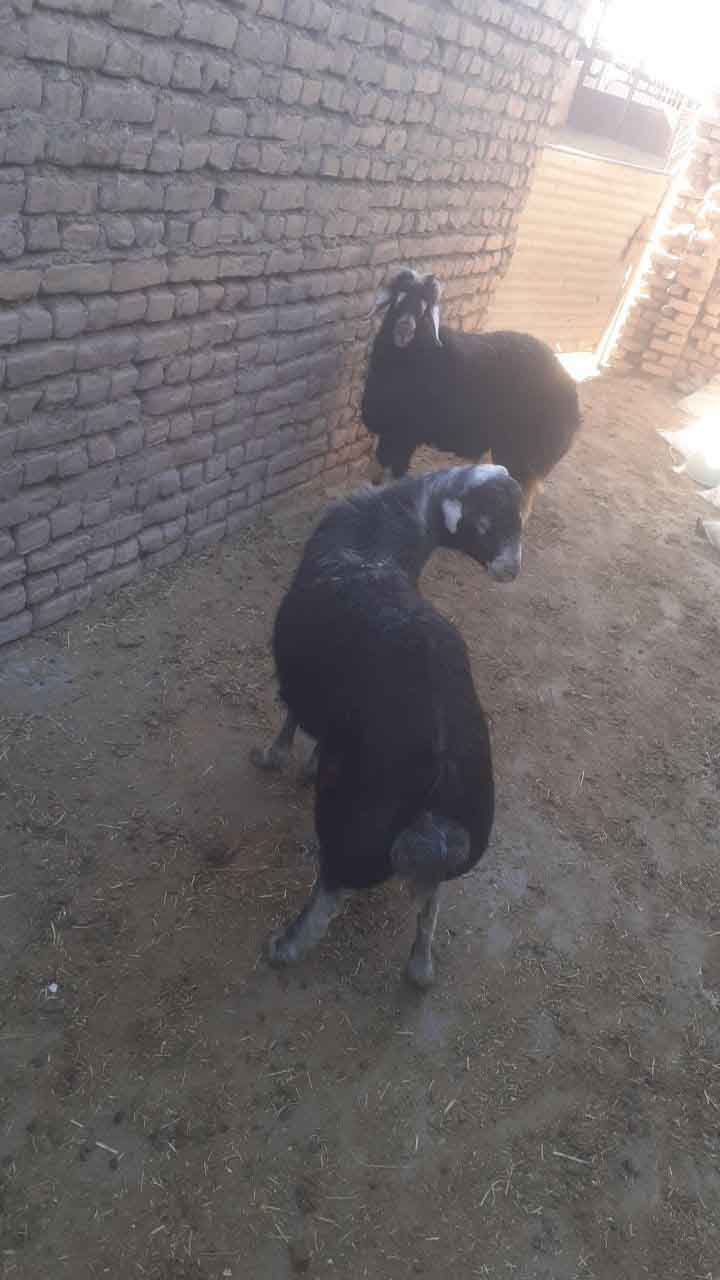 تصویر آگهی شماره 4