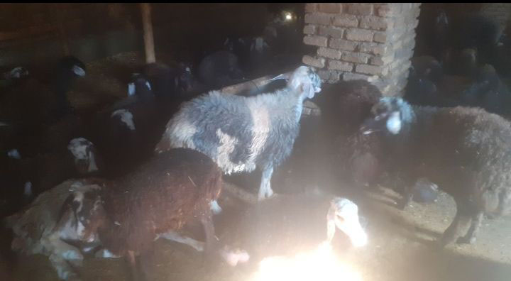 تصویر آگهی شماره 3