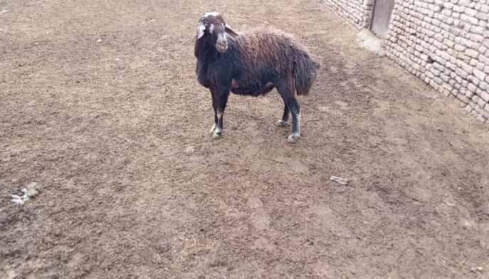 تصویر آگهی شماره 5