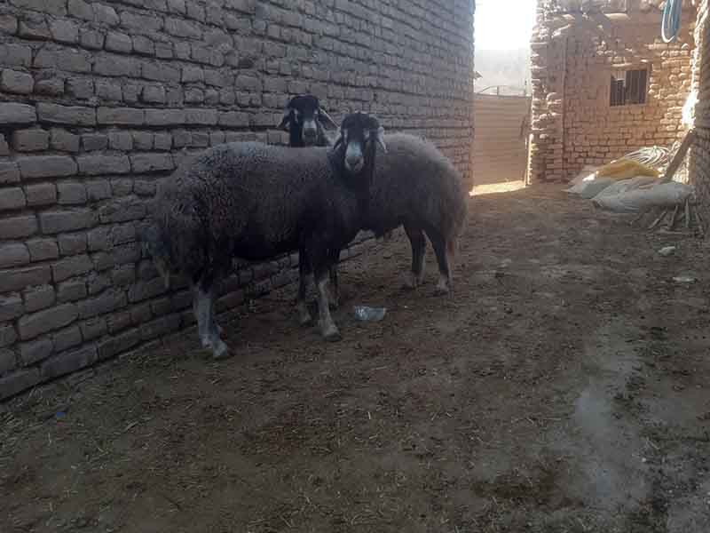تصویر آگهی شماره 1