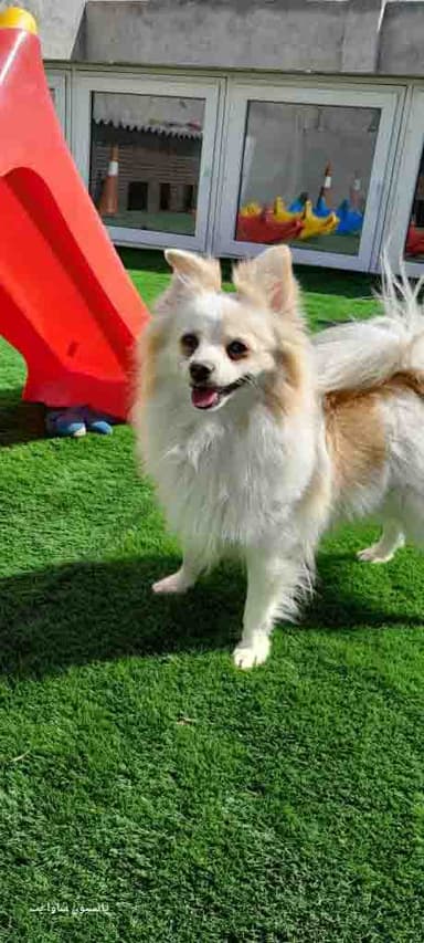 تصویر آگهی شماره 5