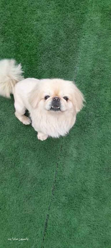 تصویر آگهی شماره 8