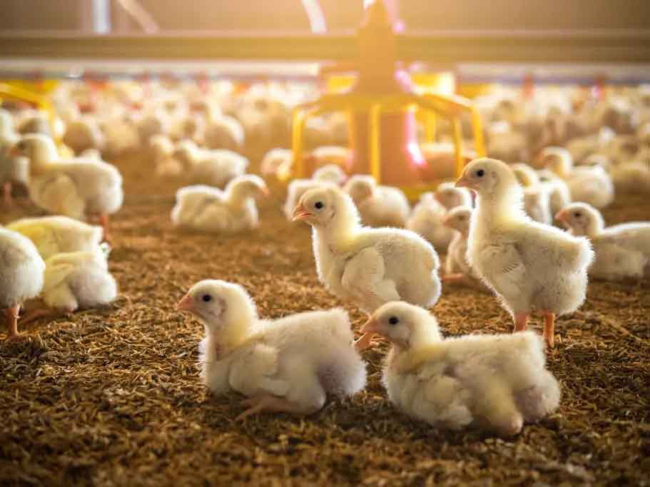 بهترین خوراک دام و طیور در مشهد