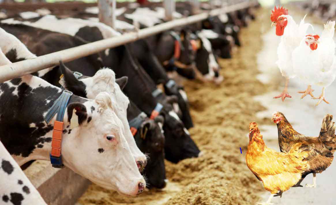 بهترین خوراک دام و طیور در کرج
