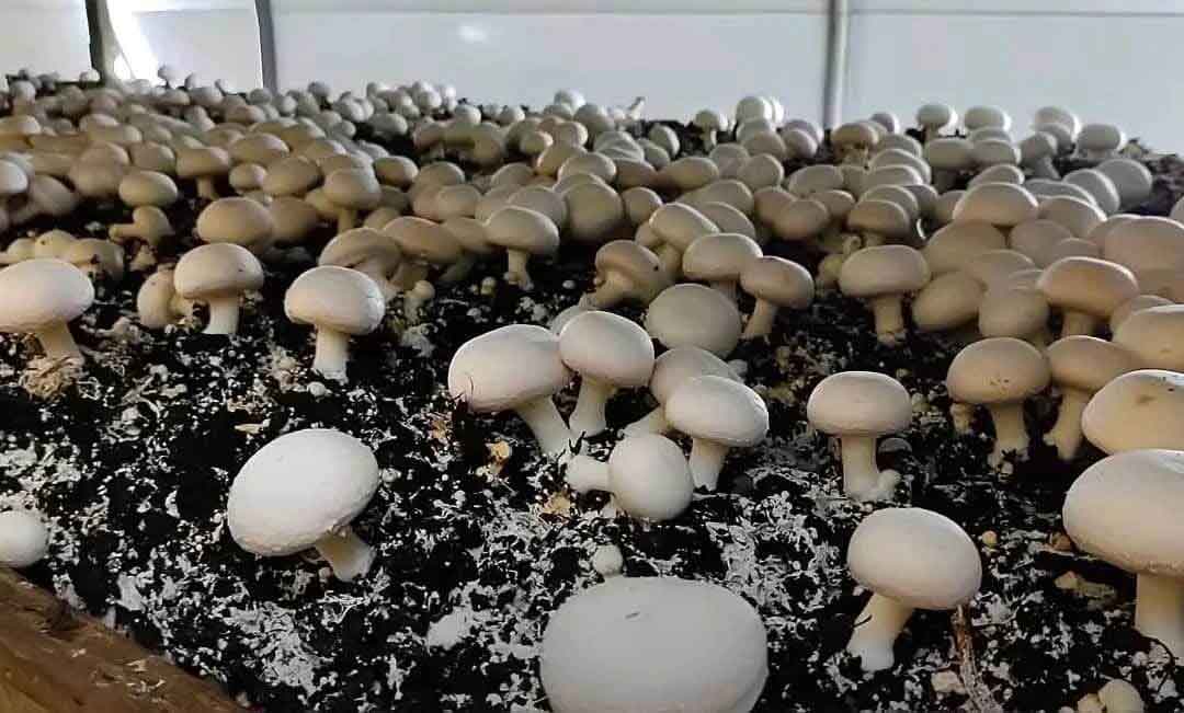 بهترین فروش و پخش قارچ در تبریز