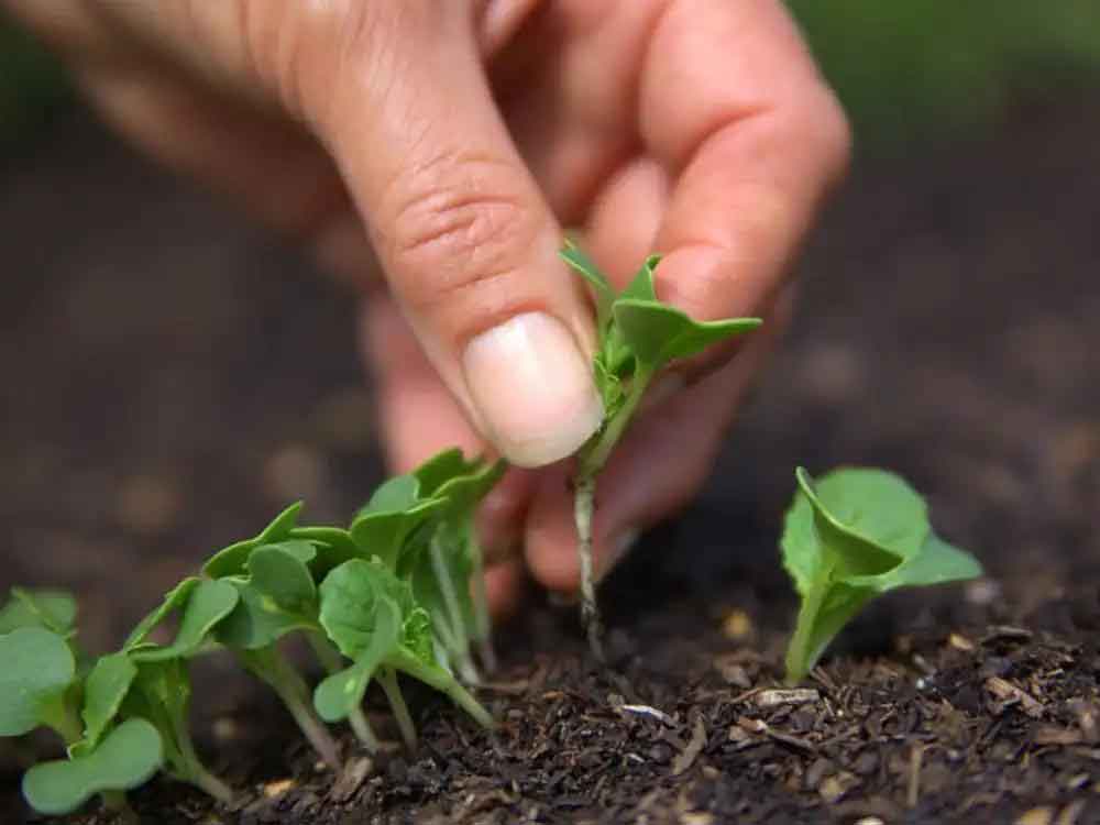 بهترین نهال فروشی و نهالستان در تهران
