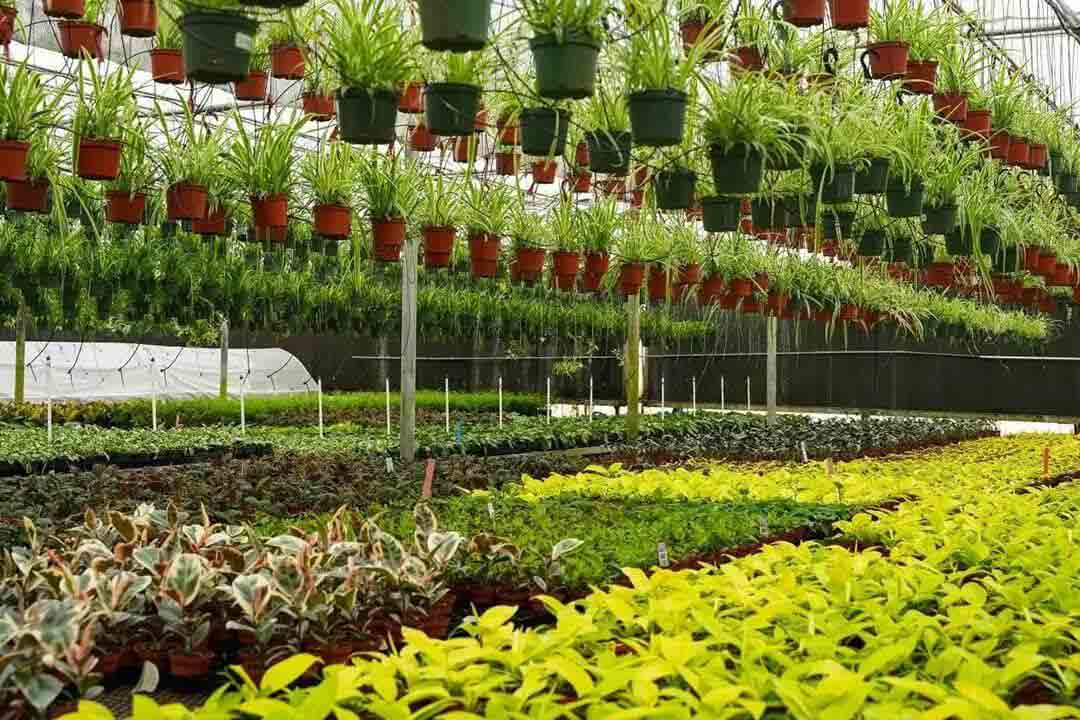 بهترین نهال فروشی و نهالستان در مشهد