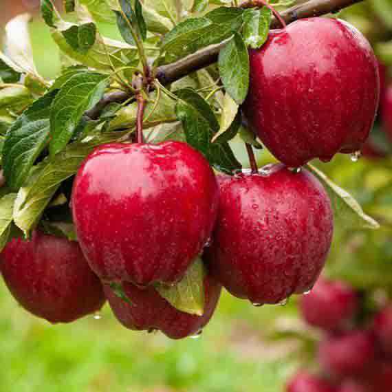 بهترین نهال فروشی و نهالستان در تبریز