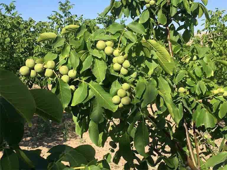 بهترین نهال فروشی و نهالستان در مشهد