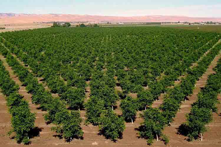 بهترین نهال فروشی و نهالستان در کرج