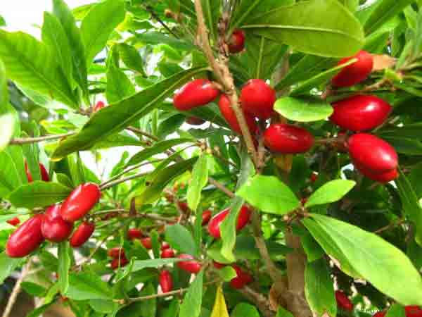 بهترین نهال فروشی و نهالستان در تهران