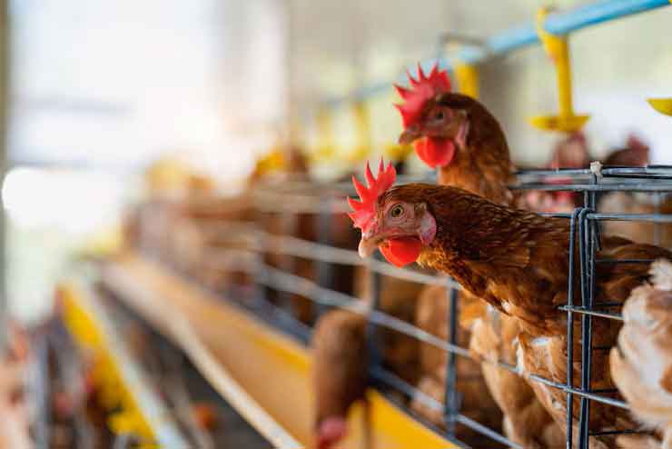 بهترین خوراک دام و طیور در کرج