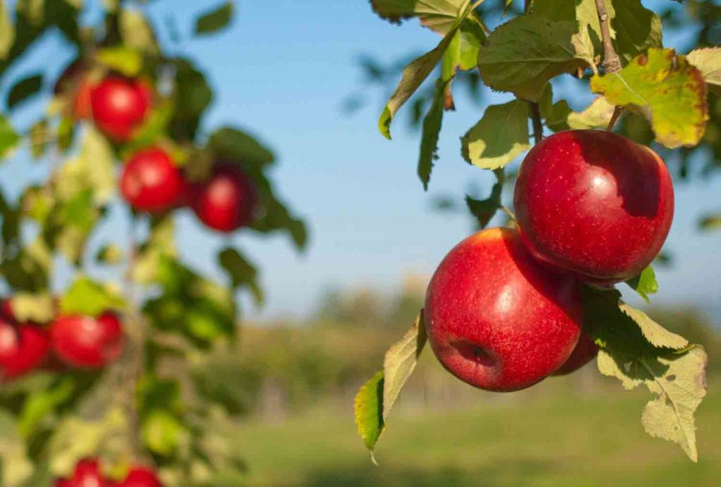 بهترین نهال فروشی و نهالستان در تبریز
