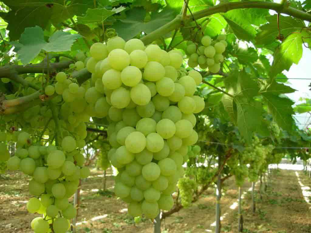 بهترین نهال فروشی و نهالستان در تبریز