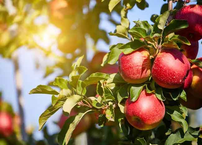 بهترین نهال فروشی و نهالستان در مشهد