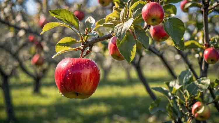 بهترین نهال فروشی و نهالستان در کرج