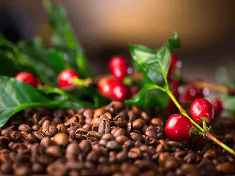 بهترین قهوه فروشی و فروشگاه قهوه در کرج