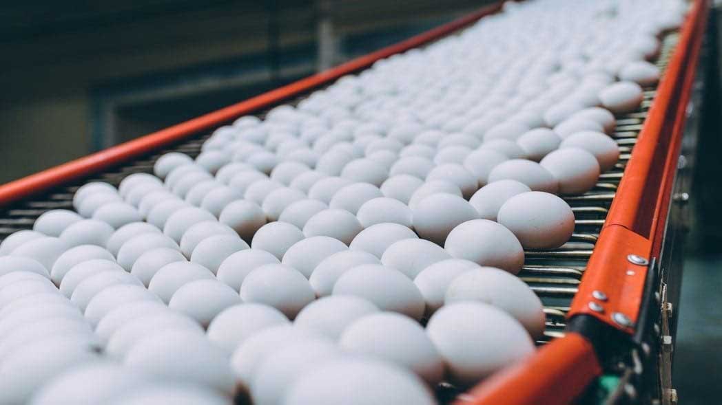 بهترین فروش و پخش تخم مرغ در مشهد