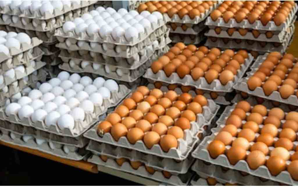 بهترین فروش و پخش تخم مرغ در تبریز