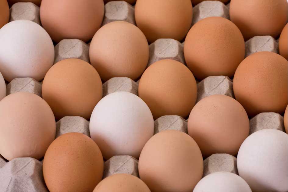 بهترین فروش و پخش تخم مرغ در تهران