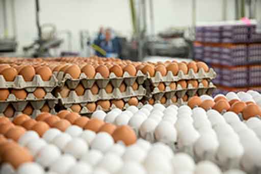 بهترین فروش و پخش تخم مرغ در تبریز