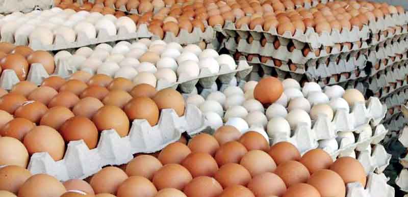 بهترین فروش و پخش تخم مرغ در مشهد