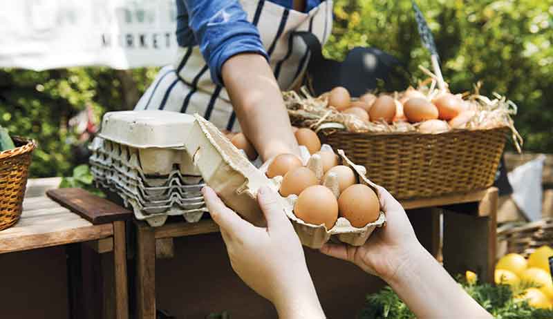 بهترین فروش و پخش تخم مرغ در کرج