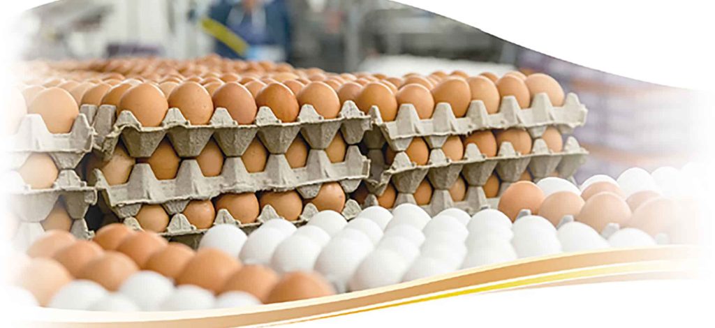 بهترین فروش و پخش تخم مرغ در تبریز
